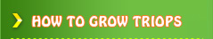 How To Grow Triops